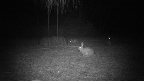 rabbit cam porn - stormimaya nude screaming men porn