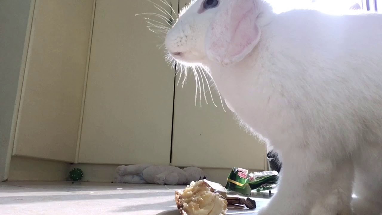 rabbit cam porn - amature stripping indonesia cumshot