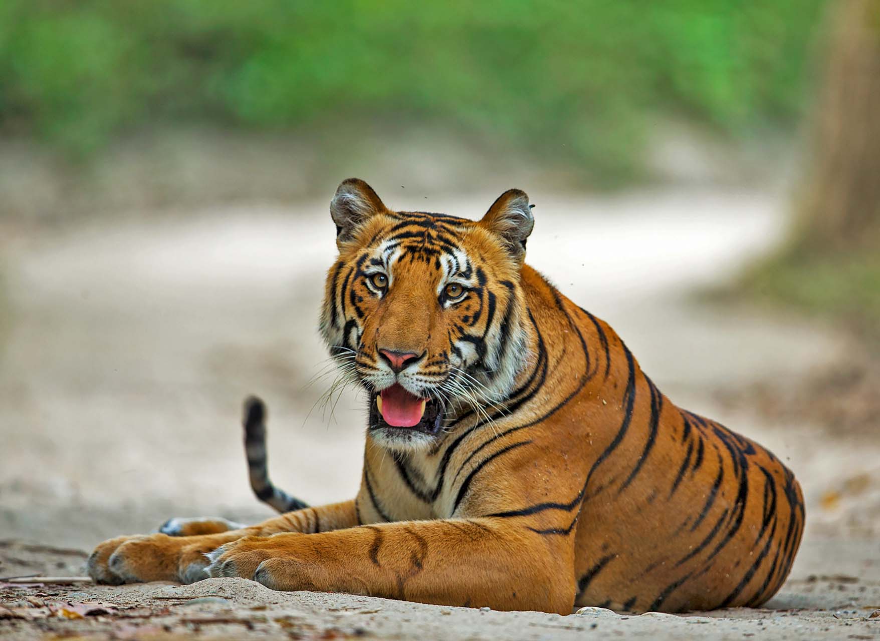 donna faye nelson recommends Safari Tiger Full Videos