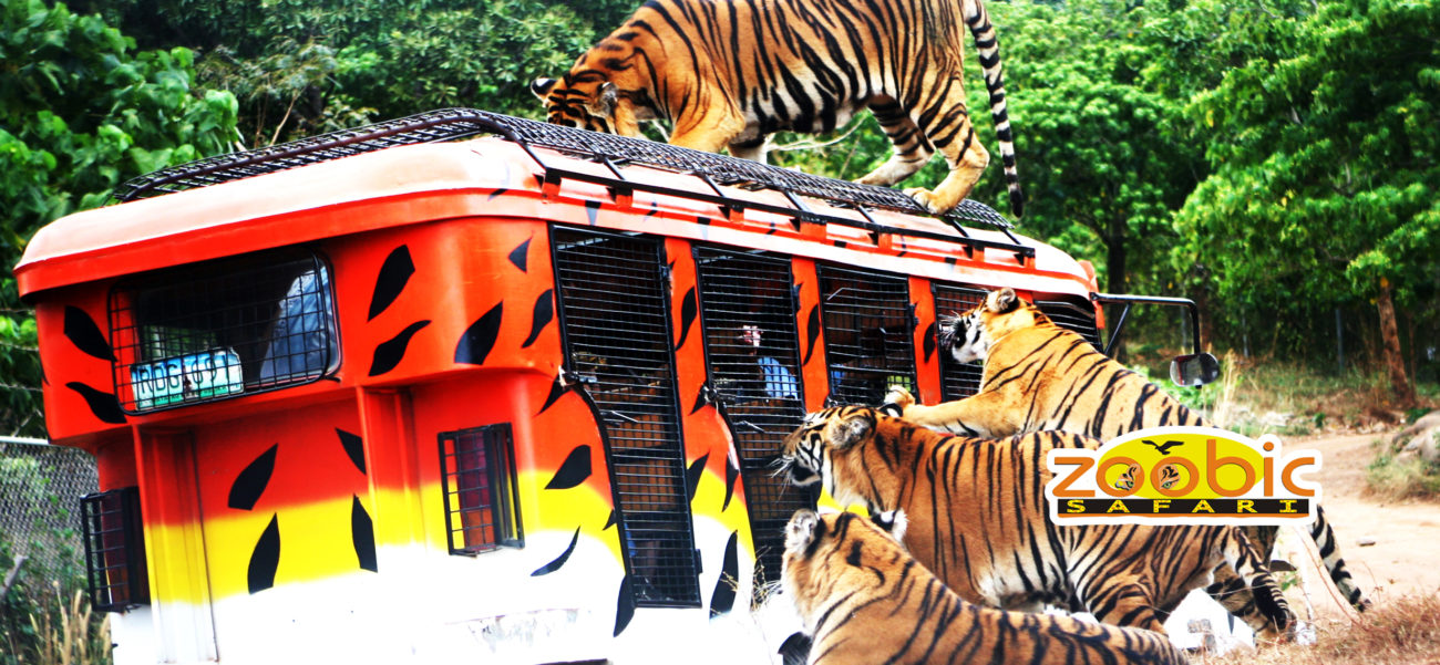 adityo wardana faisal recommends safari tiger full videos pic