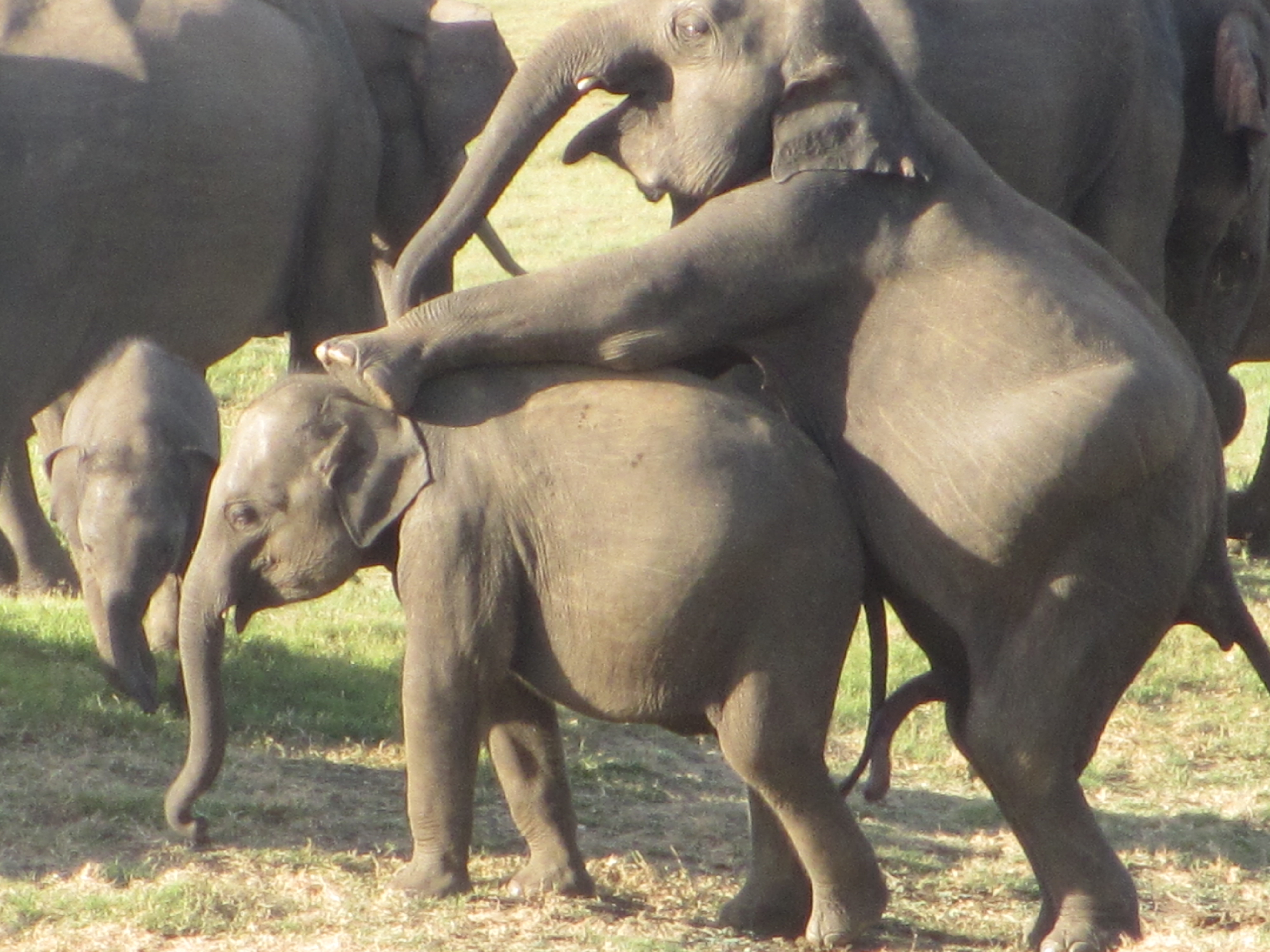 Best of shelbi dd porn brenda hoch share elephant free porn photos
