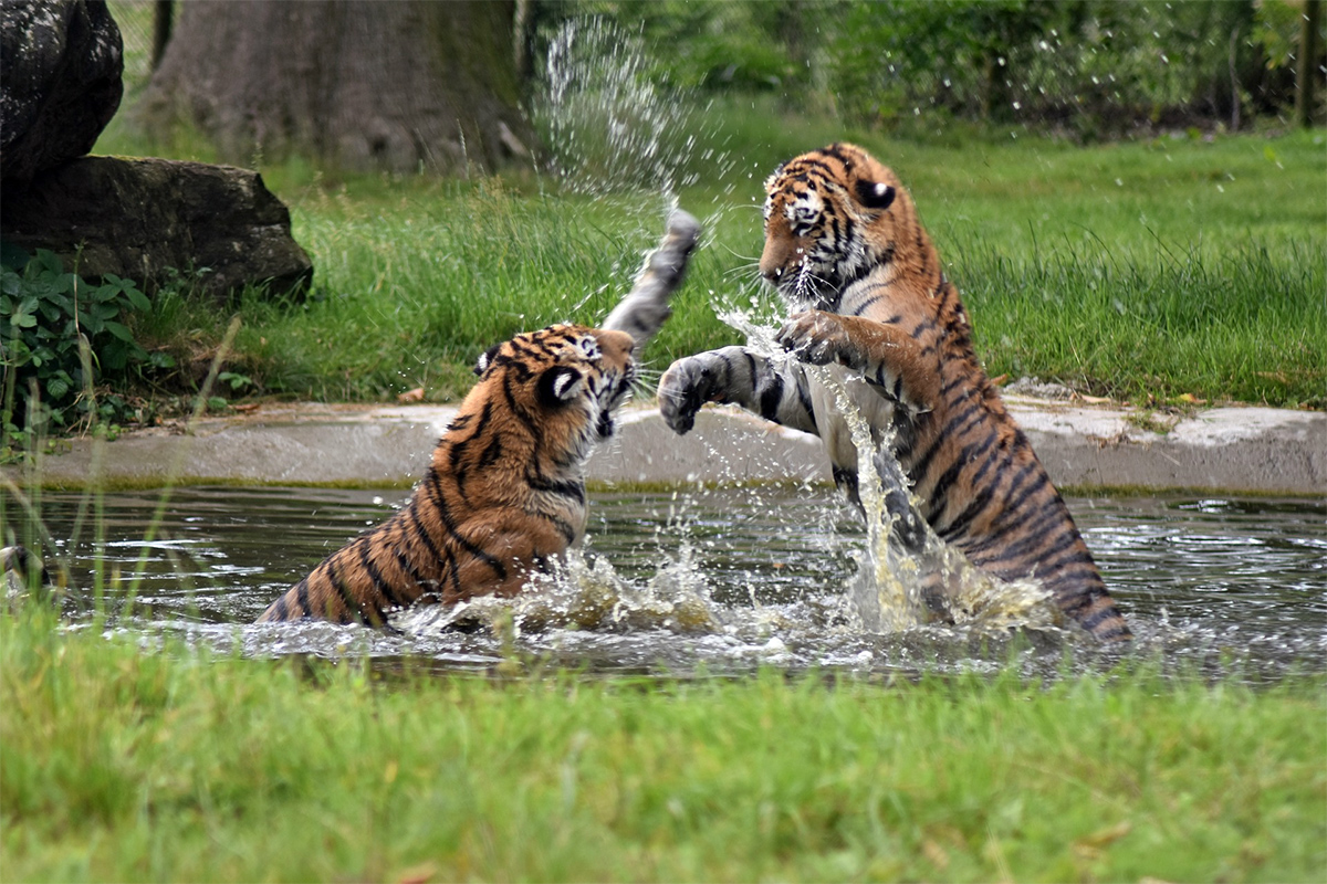 safari tiger full videos - missionary frottage asmr wokies