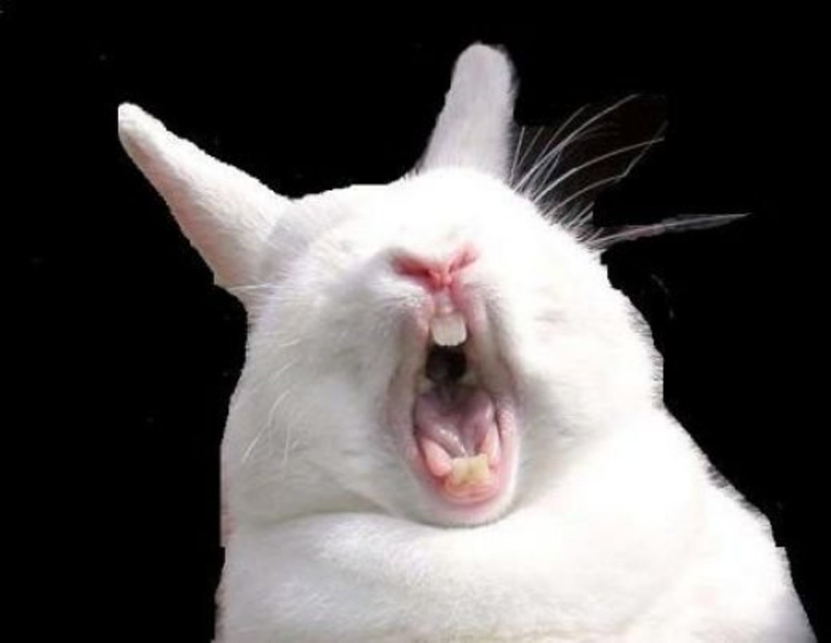 rabbit cam porn - mature black bbw anal nami horikawa porn