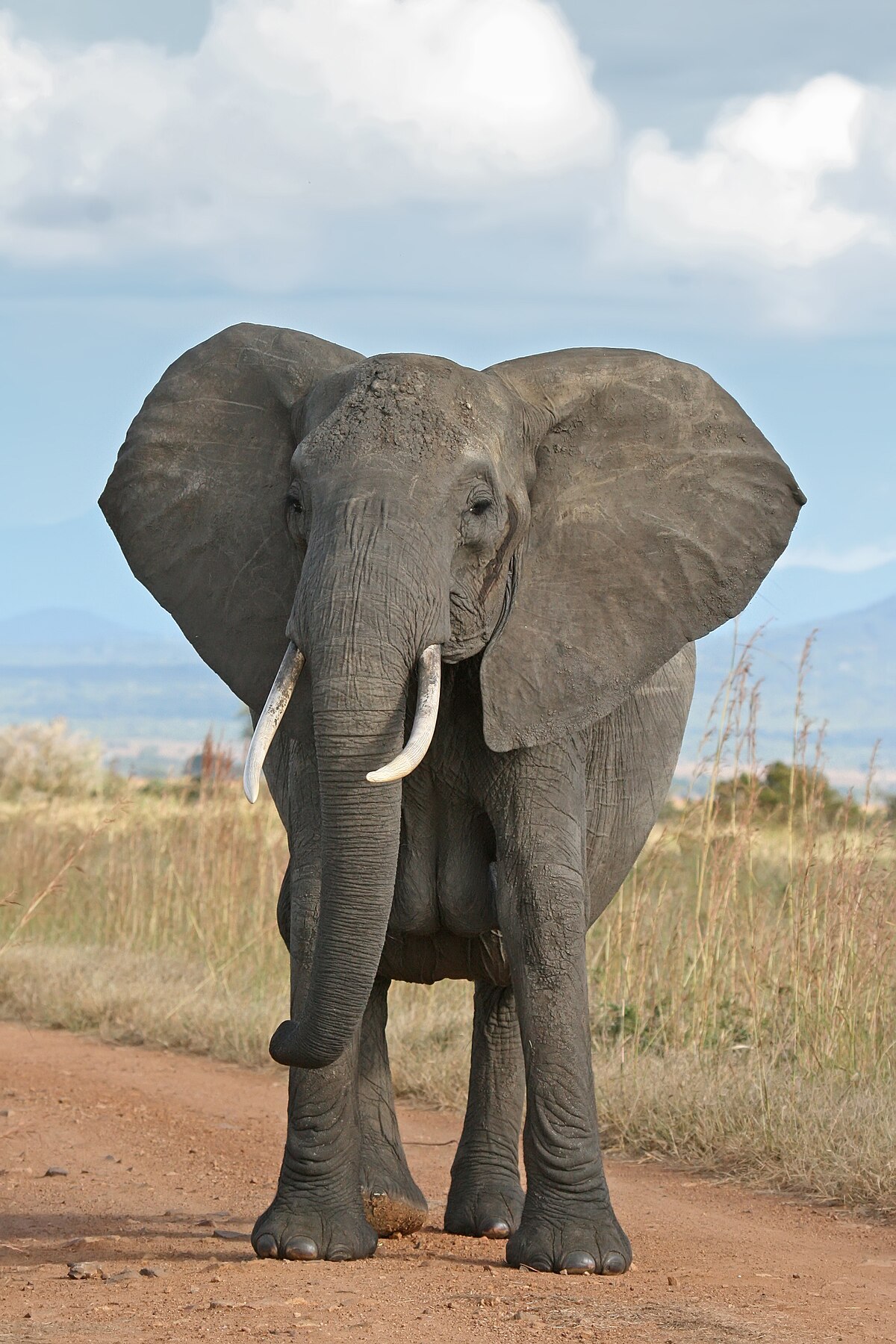 darryl andres recommends elephant free porn pic