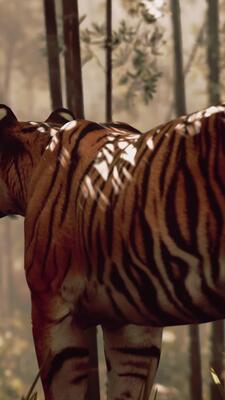 Thailand hidden cam porn tv shows Safari Tiger Full Videos torrent website