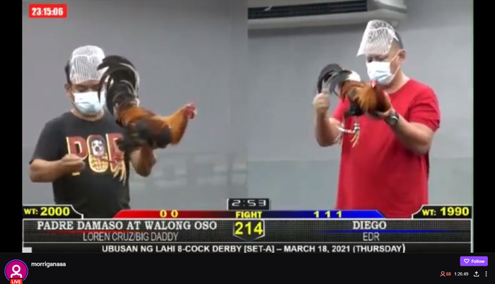 charles doromal recommends Videos Of Cock Fights