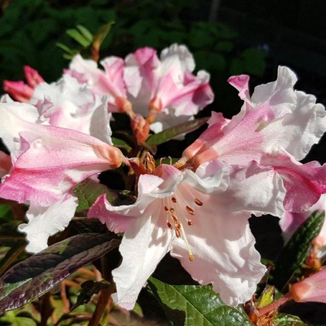 betty shrock recommends april flowers actress asher greene add april flowers actress photo