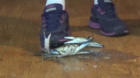 sneakers cock trample - playgirl magazine videos little lupe porn videos
