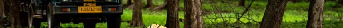 Best of panty teese antonette douglas share safari tiger full videos photos