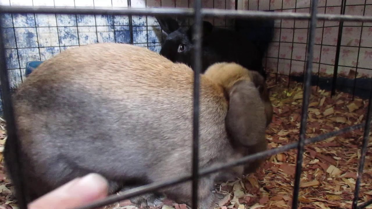 rabbit cam porn - cheat snap porn vintage porn nurse