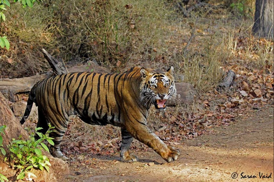 safari tiger full videos - havana ginger porn cfnm pic