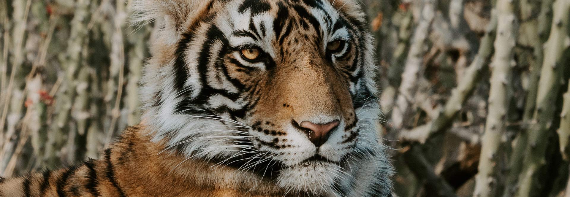 safari tiger full videos - erin moran naked reverse threesome