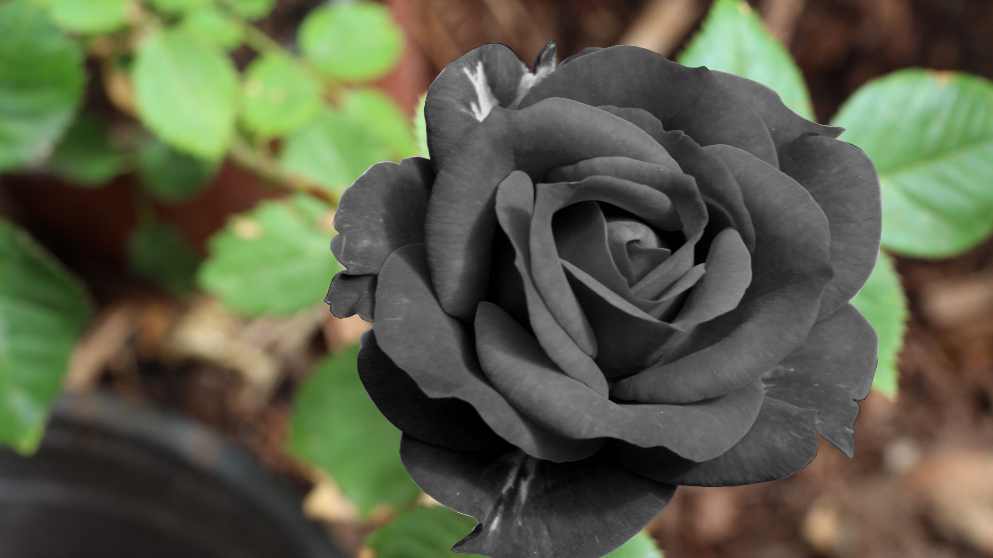 black rose only fans - tiny4k porn natalie wonder clips