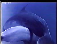 denny kelly recommends anime dolphin porn brenda manzo add anime dolphin porn photo