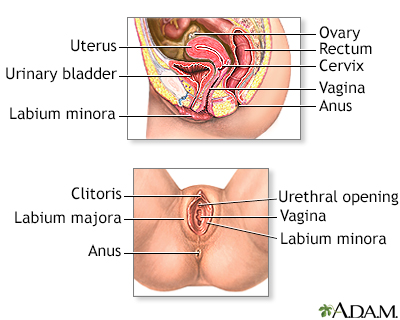ann luna recommends Pound Her Cervix
