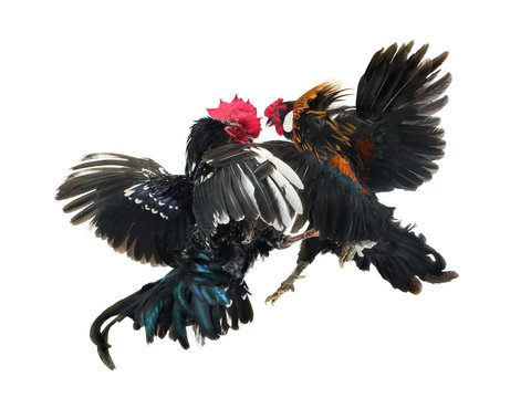 daniel frontini recommends videos of cock fights pic