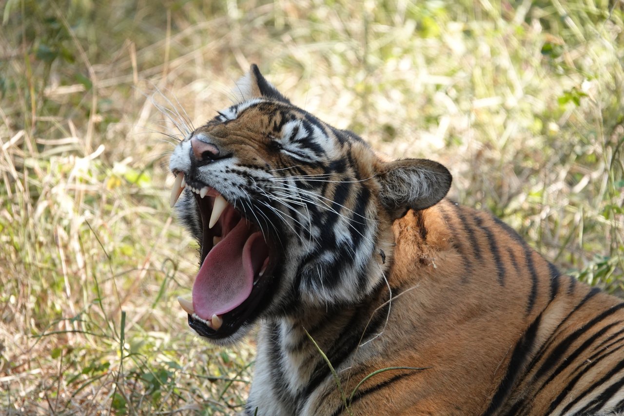 safari tiger full videos - skate porn eileen daly nude
