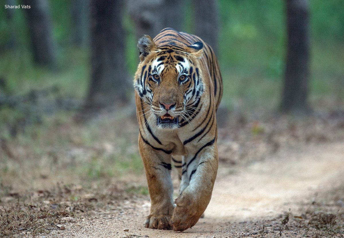 abel pamintuan recommends Safari Tiger Full Videos