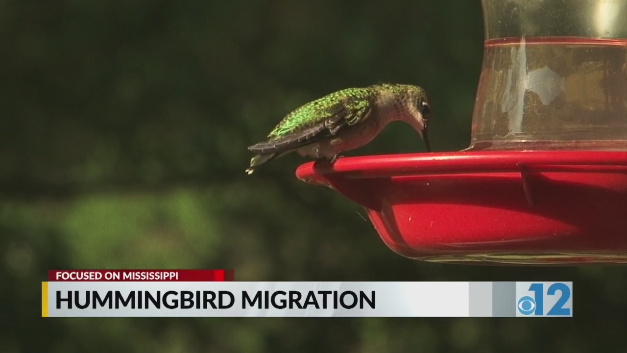 bina khalid recommends Hummingbird Porn Game