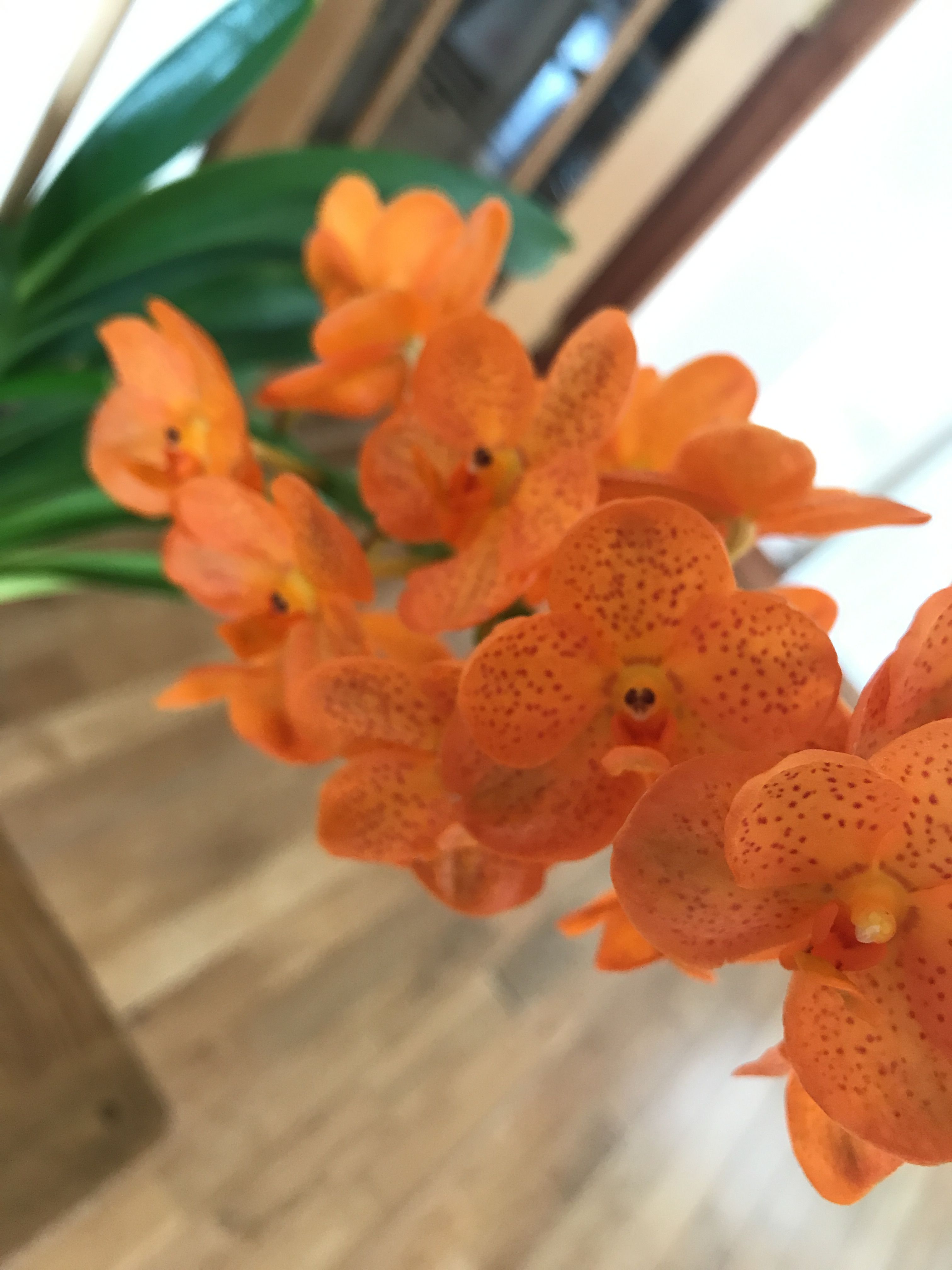 nude petra verkaik - teenage men naked ginger on ginger porn