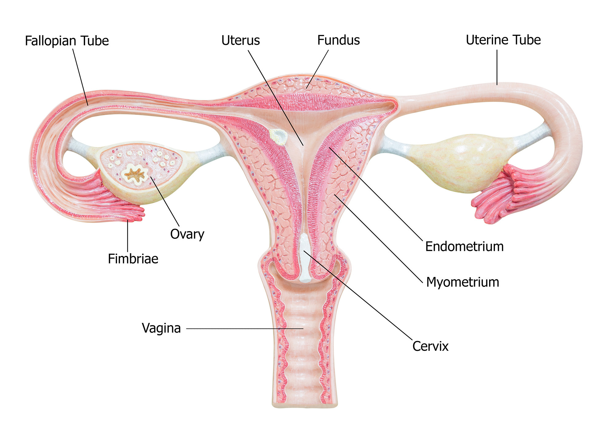 Pound Her Cervix fisting sexy dominick velasquez recommends Pound Her Cervix
