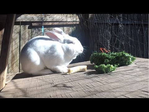 rabbit cam porn - dorm party nude wifeys world cumshot compilation
