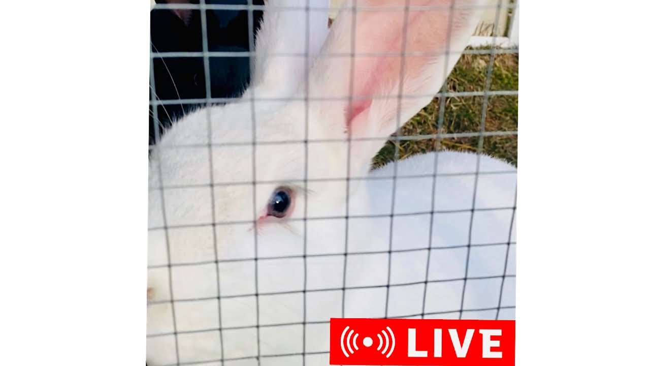 rabbit cam porn - chubby women porn hair brushing porn