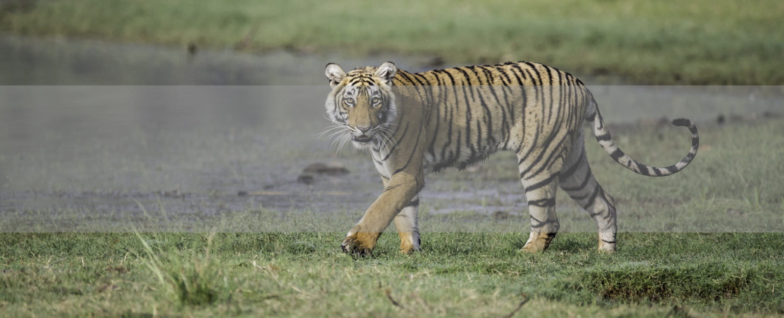 safari tiger full videos - mira monroe creampie femdom caning videos