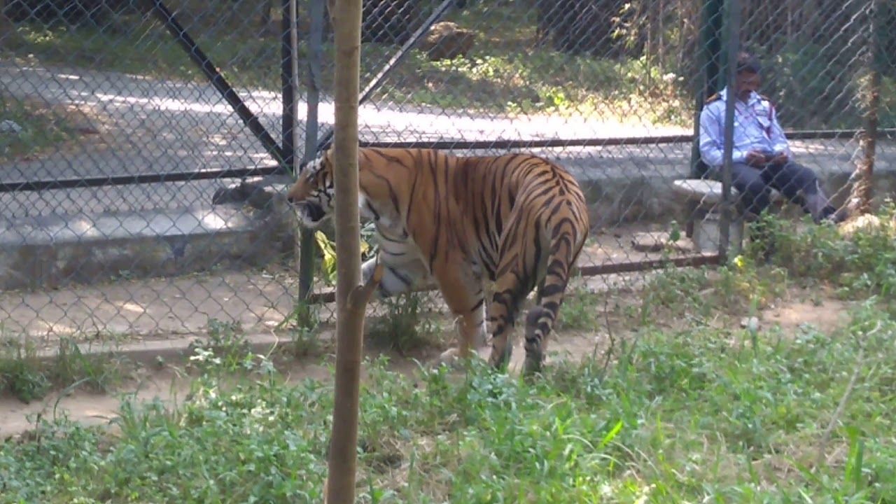 safari tiger full videos - reluctant handjob kianna dior joi onlyfans