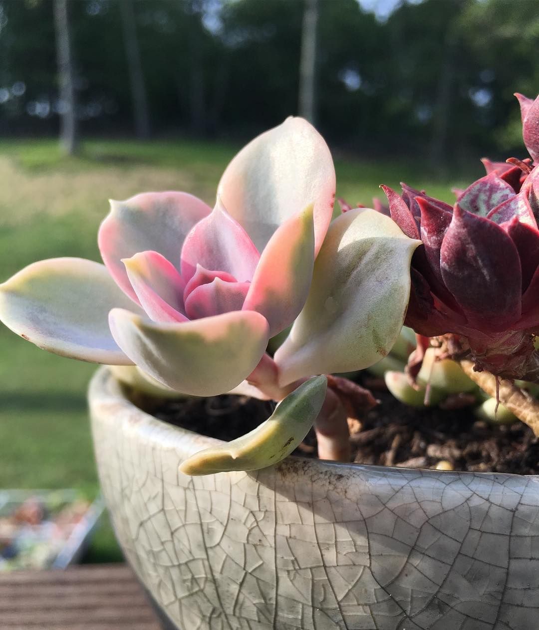 succulent blowjobs - sph cfnm blowjob party videos