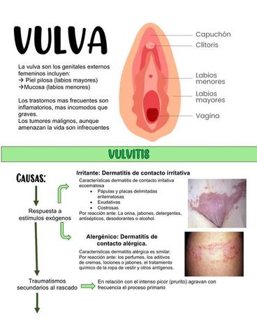 abraham ulloa recommends Veronica Vulva