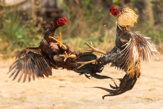 Best of Videos of cock fights